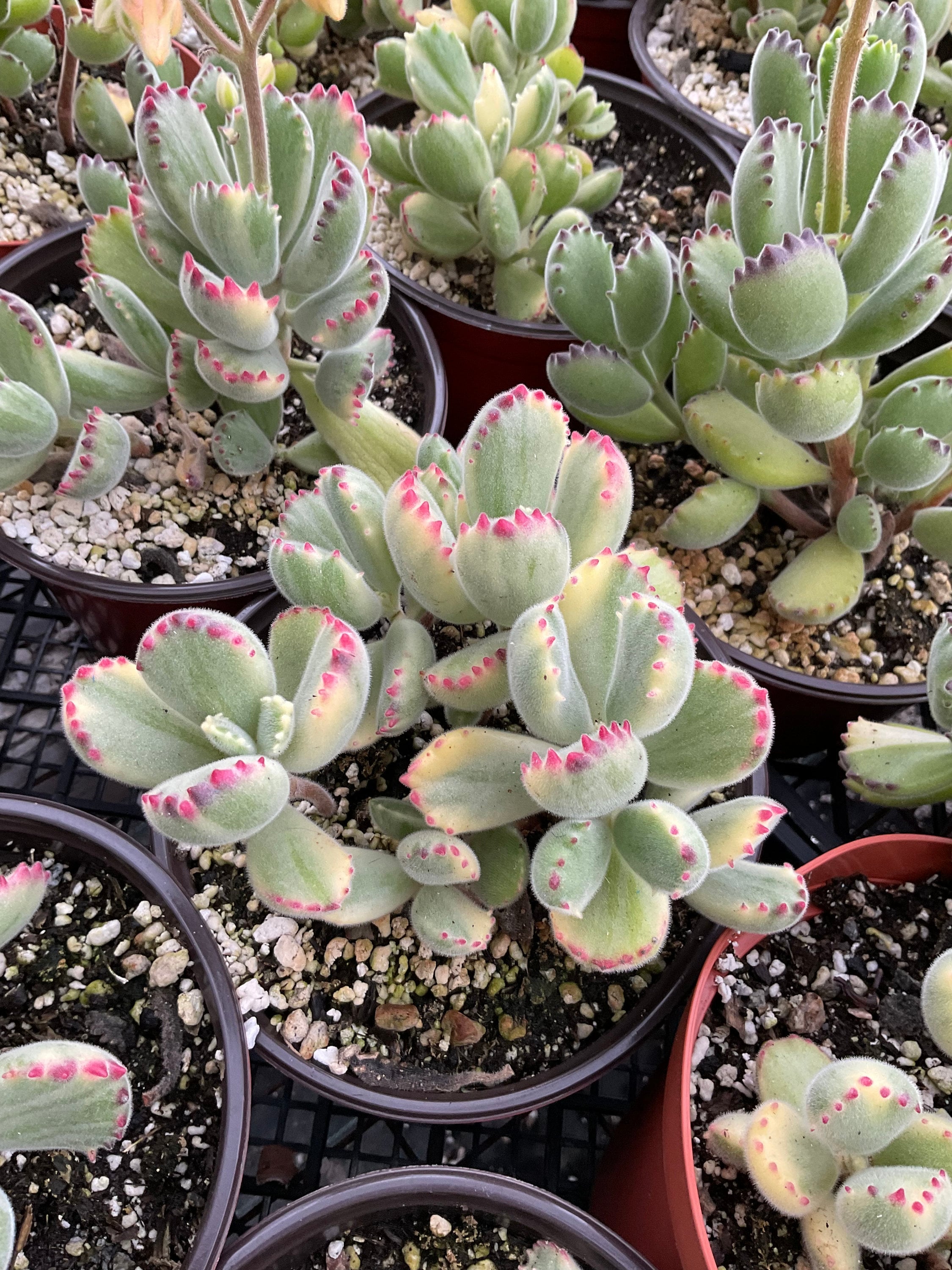 variegated bear paw succulent Cotyledon tomentosa Bear's Paw 6 Inch