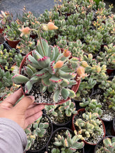Load image into Gallery viewer, 6” Variegated Bear Paw Cotyledon Tomentosa