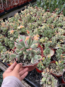 6” Variegated Bear Paw Cotyledon Tomentosa