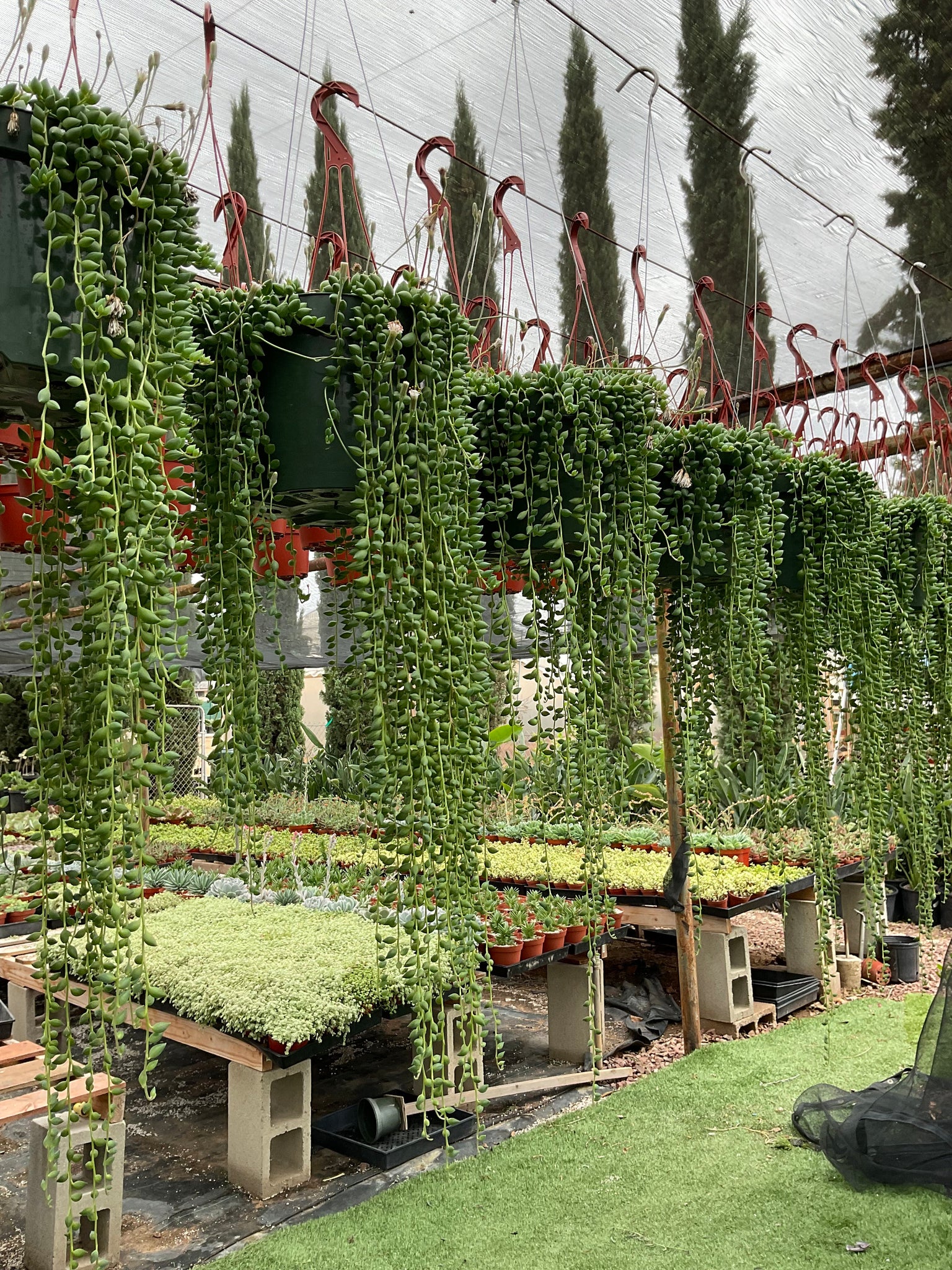 hanging plants with string LARGE String of Tears hanging Plant 8'' pot – Dose of Succulents
