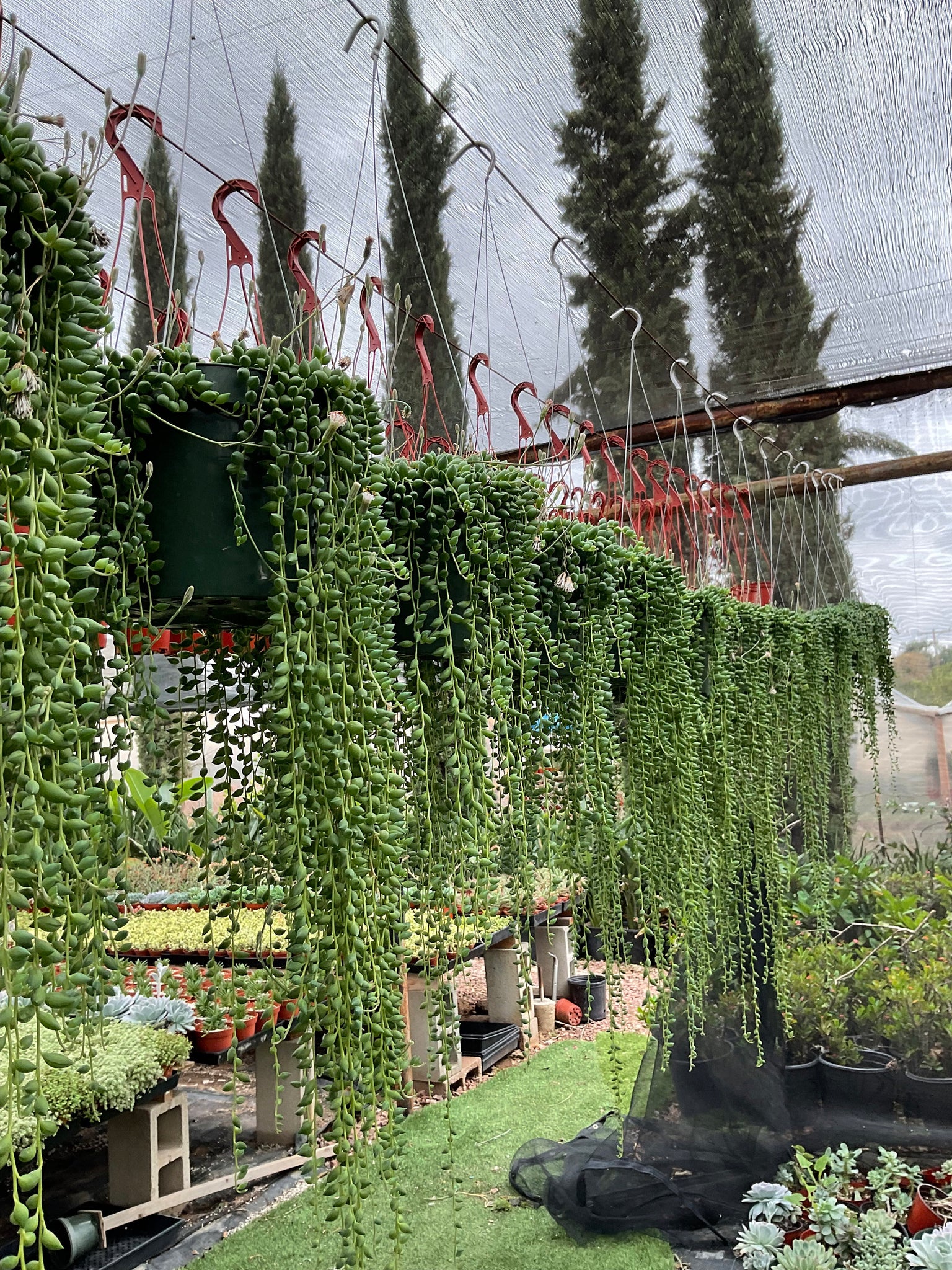 string of pearls hanging plant LARGE String of Tears hanging Plant 8'' pot – Dose of Succulents