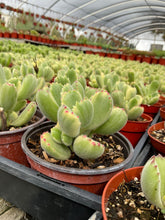 Load image into Gallery viewer, Variegated Cotyledon Tomentosa Bear Paw Succulents 4’’ pot