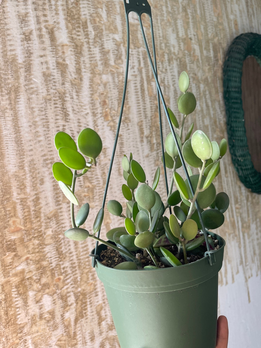 silver dollar succulent vine xerosicyos danguyi silver dollar vine full 6'' pot – Dose of Succulents