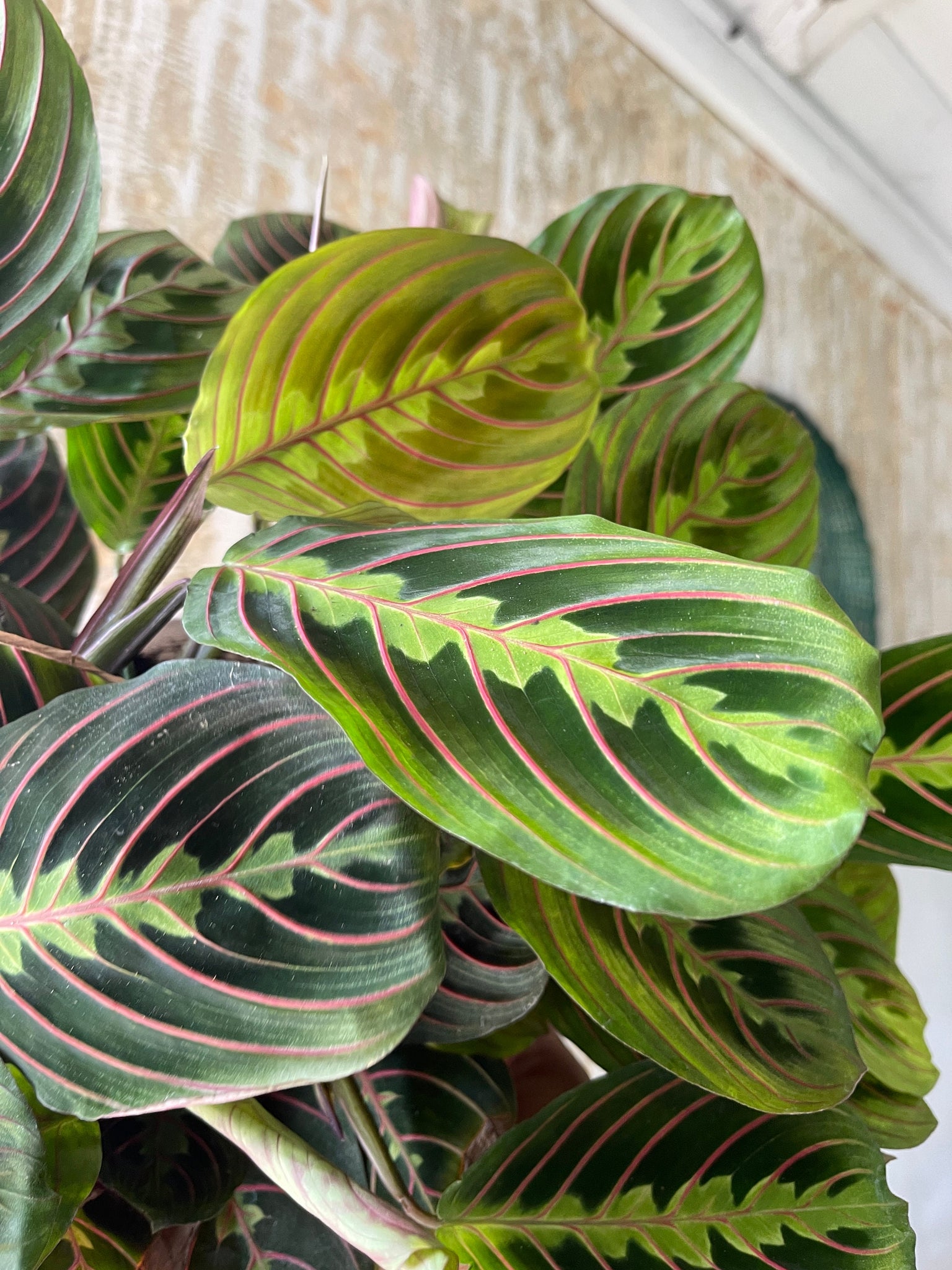 huge prayer plant Red Prayer Plant - Maranta - Easy to Grow House Plant