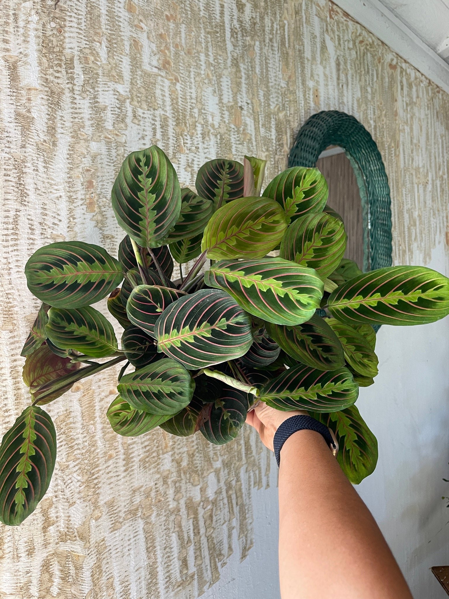 large red prayer plant Red Maranta Prayer Plant Large 6” pot – Dose of Succulents