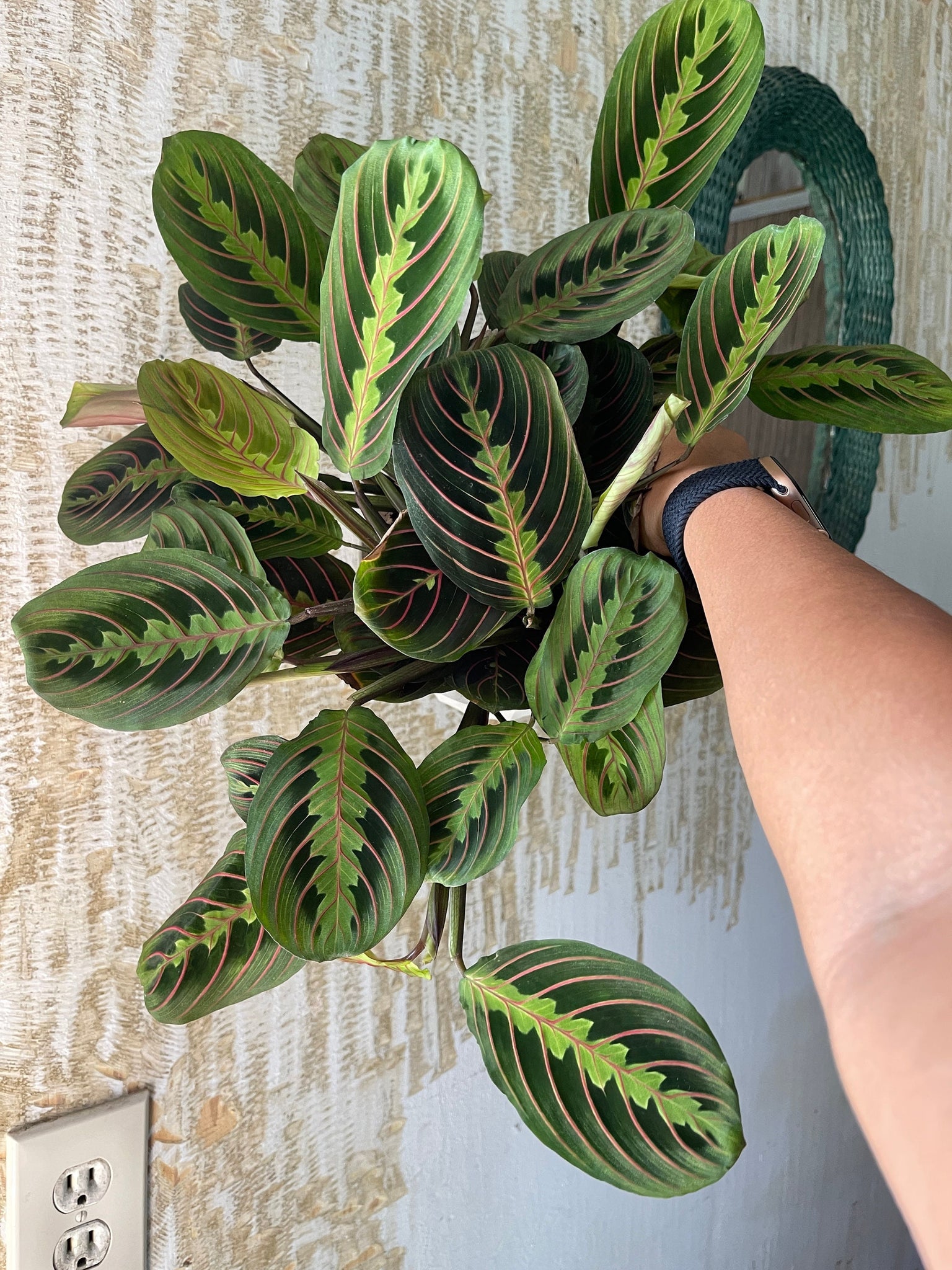 prayer plant large Red Prayer Plant - Maranta - Easy to Grow House Plant