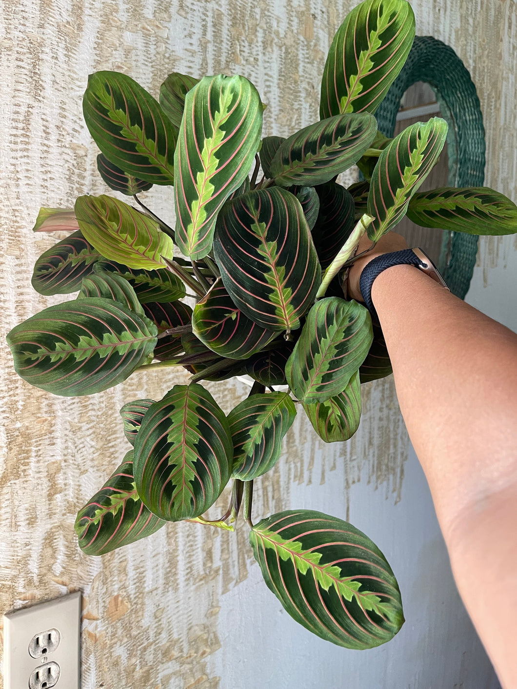 large red prayer plant Red Maranta Prayer Plant Large 6” pot – Dose of Succulents