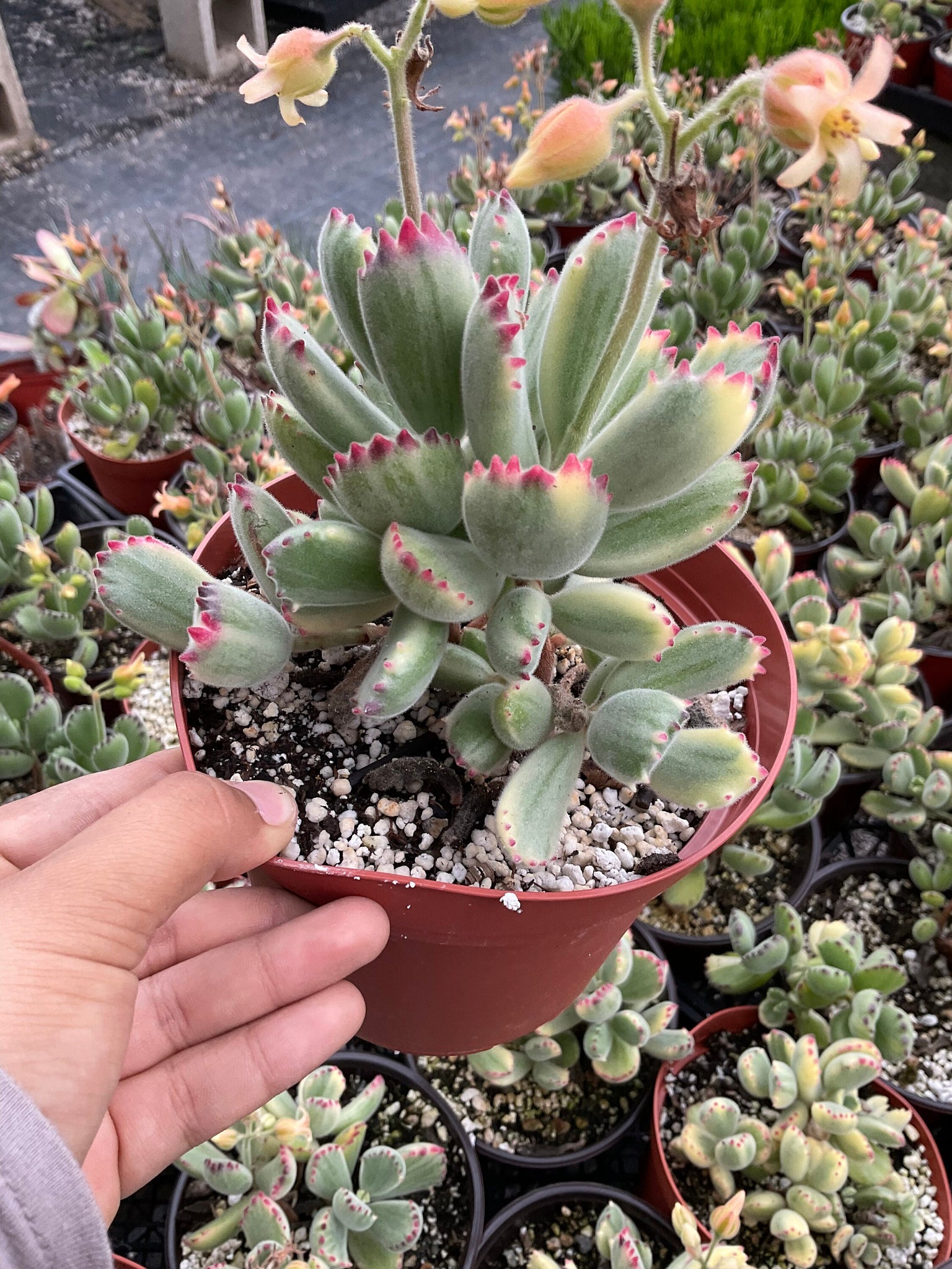 bear paw succulent bloom Variegated Bear Paw Cotyledon Tomentosa 6'' Pot Live Plant – Dose of Succulents