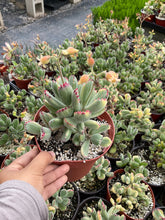 Load image into Gallery viewer, 6” Variegated Bear Paw Cotyledon Tomentosa