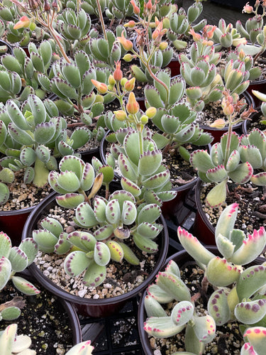 Cotyledon Tomentosa Bear Paws Succulent - 6'' Pot