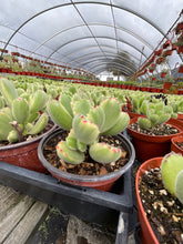 Load image into Gallery viewer, Variegated Cotyledon Tomentosa Bear Paw Succulents 4’’ pot