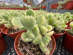 Variegated Cotyledon Tomentosa Bear Paw Succulents 4’’ pot