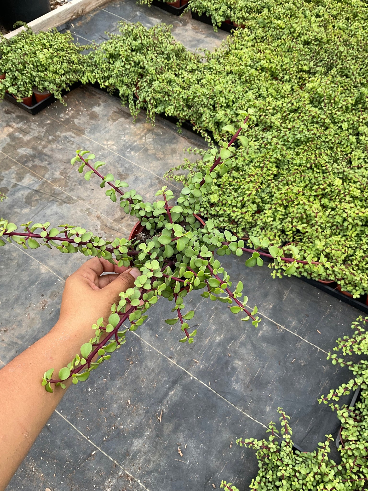 portulacaria afra prostrata cats Portulacaria Afra Prostrata Elephant Bush 4'' pot – Dose of Succulents