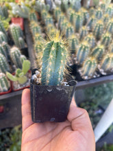 Load image into Gallery viewer, 2’’ Blue Torch Cactus Live Plant