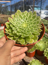 Load image into Gallery viewer, Aeonium Emerald Ice Live plant 6’’ pot