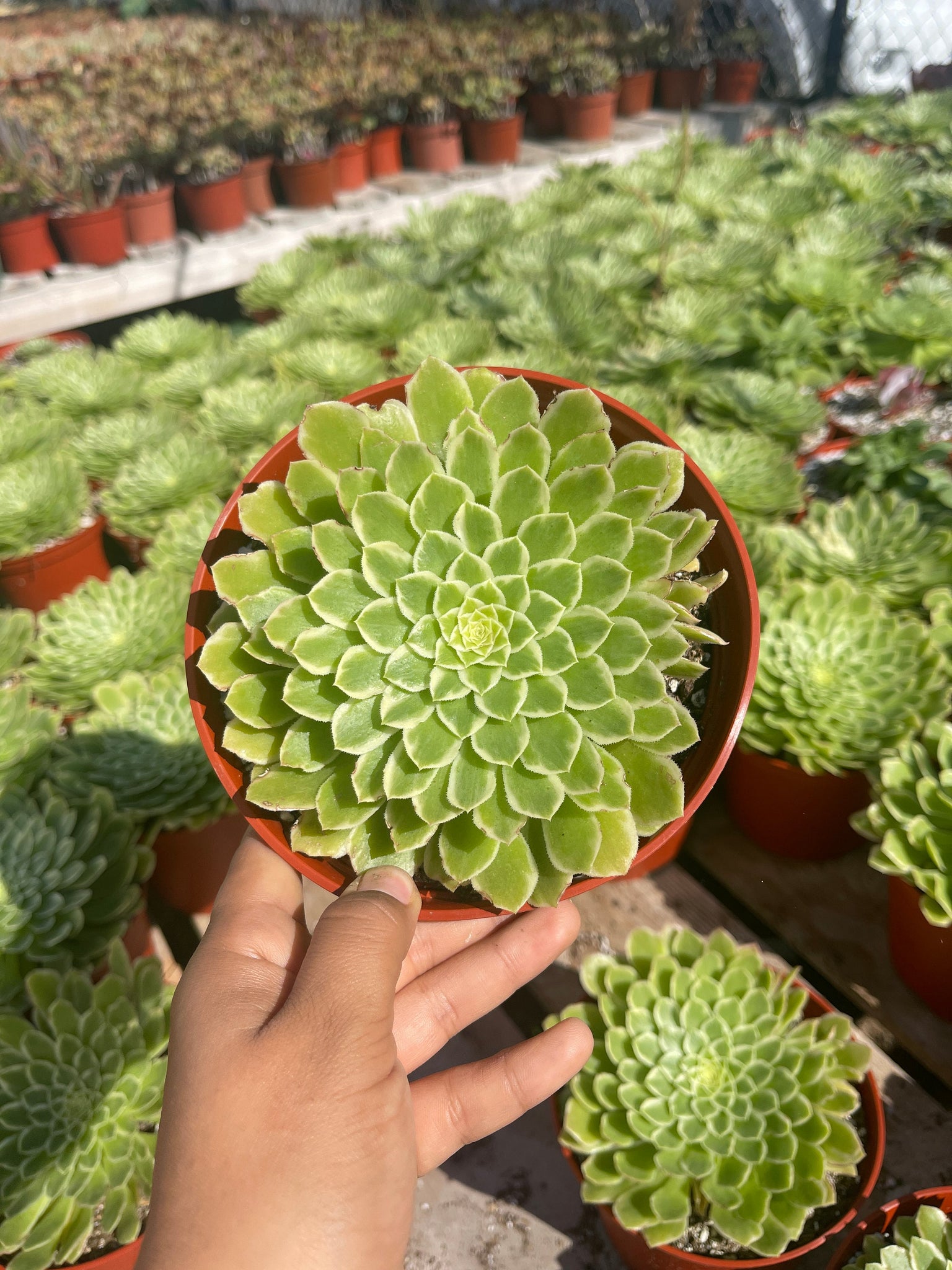 emerald ice succulent Aeonium Emerald Ice Live plant