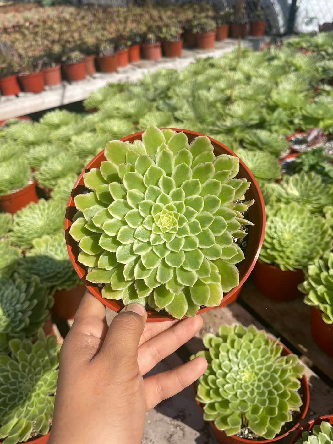 Aeonium Emerald Ice Live plant 6’’ pot