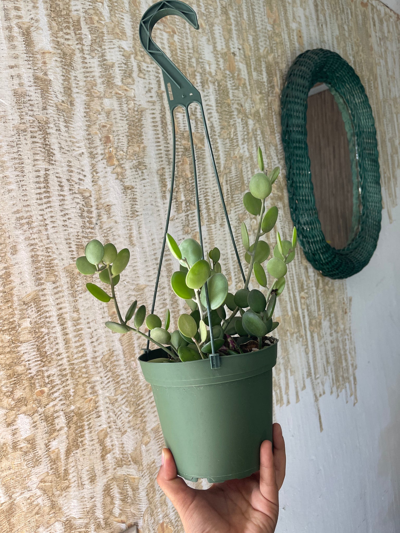 silver dollar hanging plant xerosicyos danguyi silver dollar vine full 6'' pot – Dose of Succulents