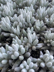 Senecio Haworthii Cocoon Plant