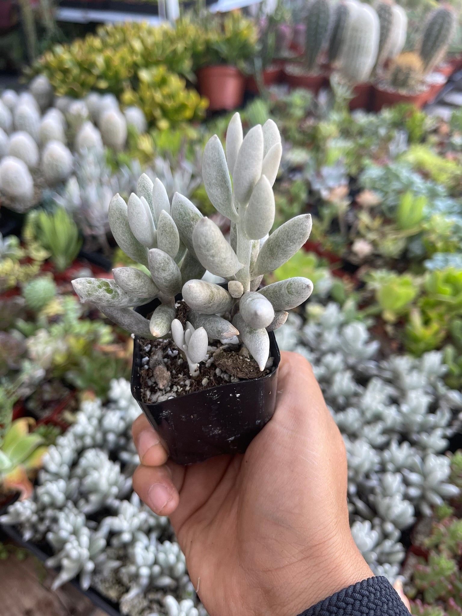 cocoon plant succulent care Senecio Haworthii Cocoon Plant – Dose of Succulents