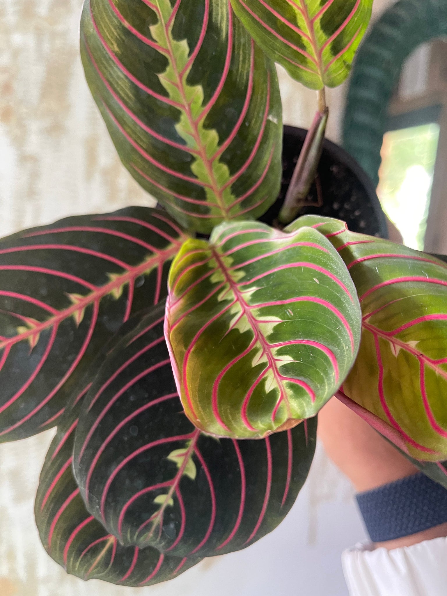 red prayer plant scientific name Red Maranta leuconeura 4” pot red Prayer Plant – Dose of Succulents