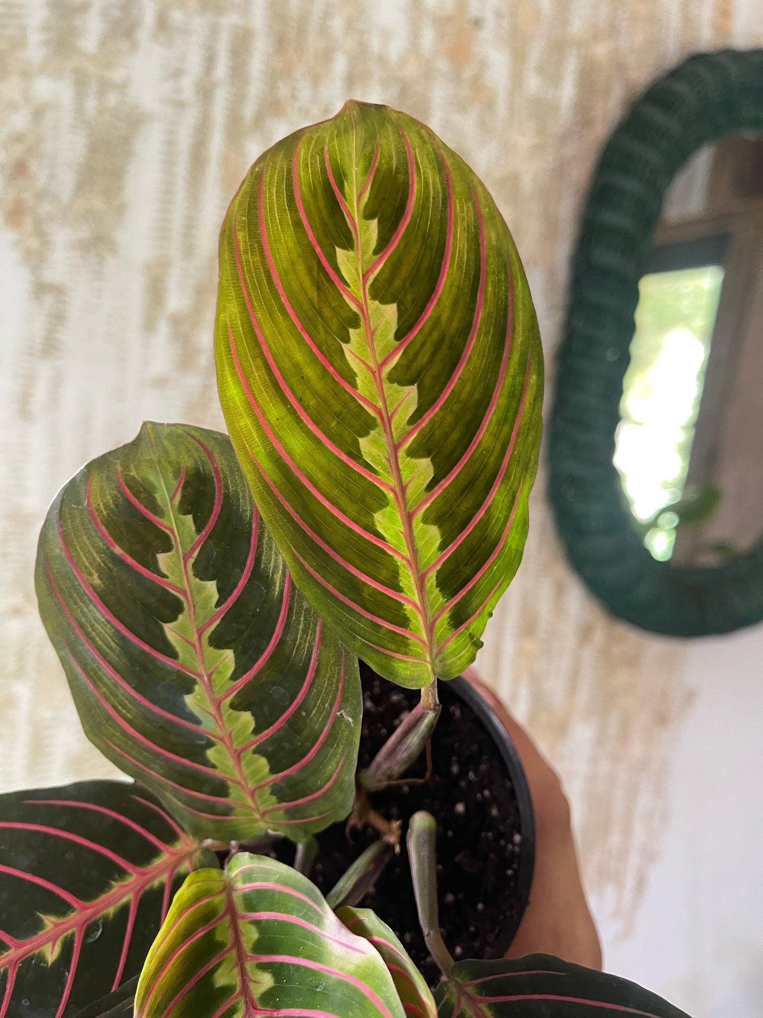 red prayer plant scientific name Red Maranta leuconeura 4” pot red Prayer Plant – Dose of Succulents
