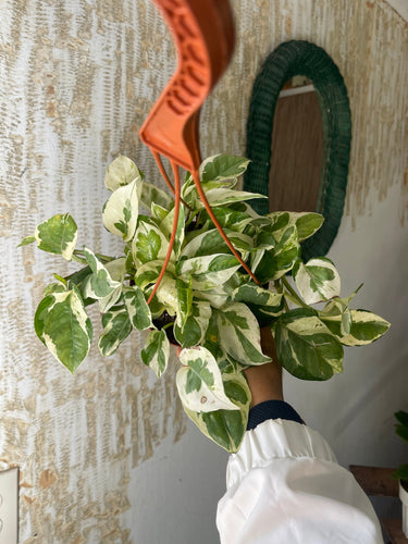 Pothos N Joy 6’’ pot with hanging hook