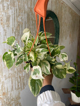 Load image into Gallery viewer, Pothos N Joy 6’’ pot with hanging hook