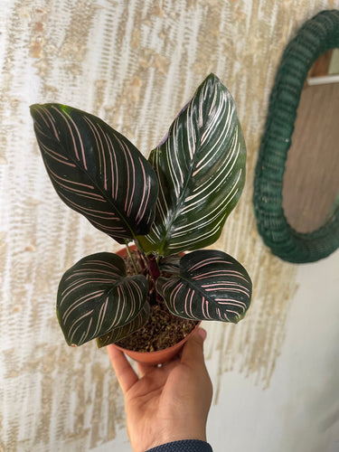 Calathea Ornata Pinstripe Pink 4’’ pot