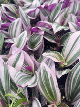 Load image into Gallery viewer, 2’’ Tradescantia Nanouk Live Plant