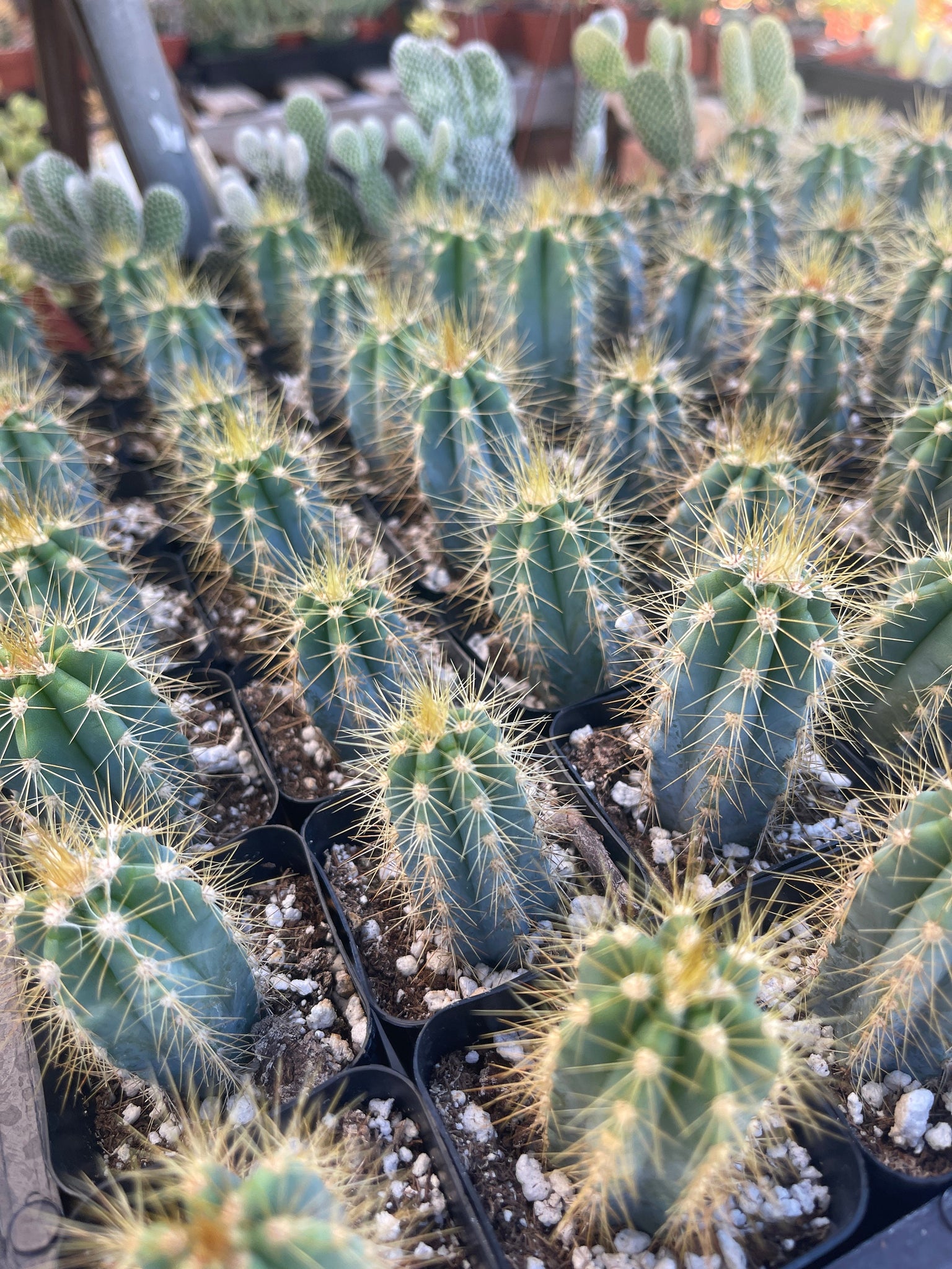 succulent blue cactus Pilosocereus azureus Blue Torch Cactus Live Plant 2'' pot – Dose of Succulents