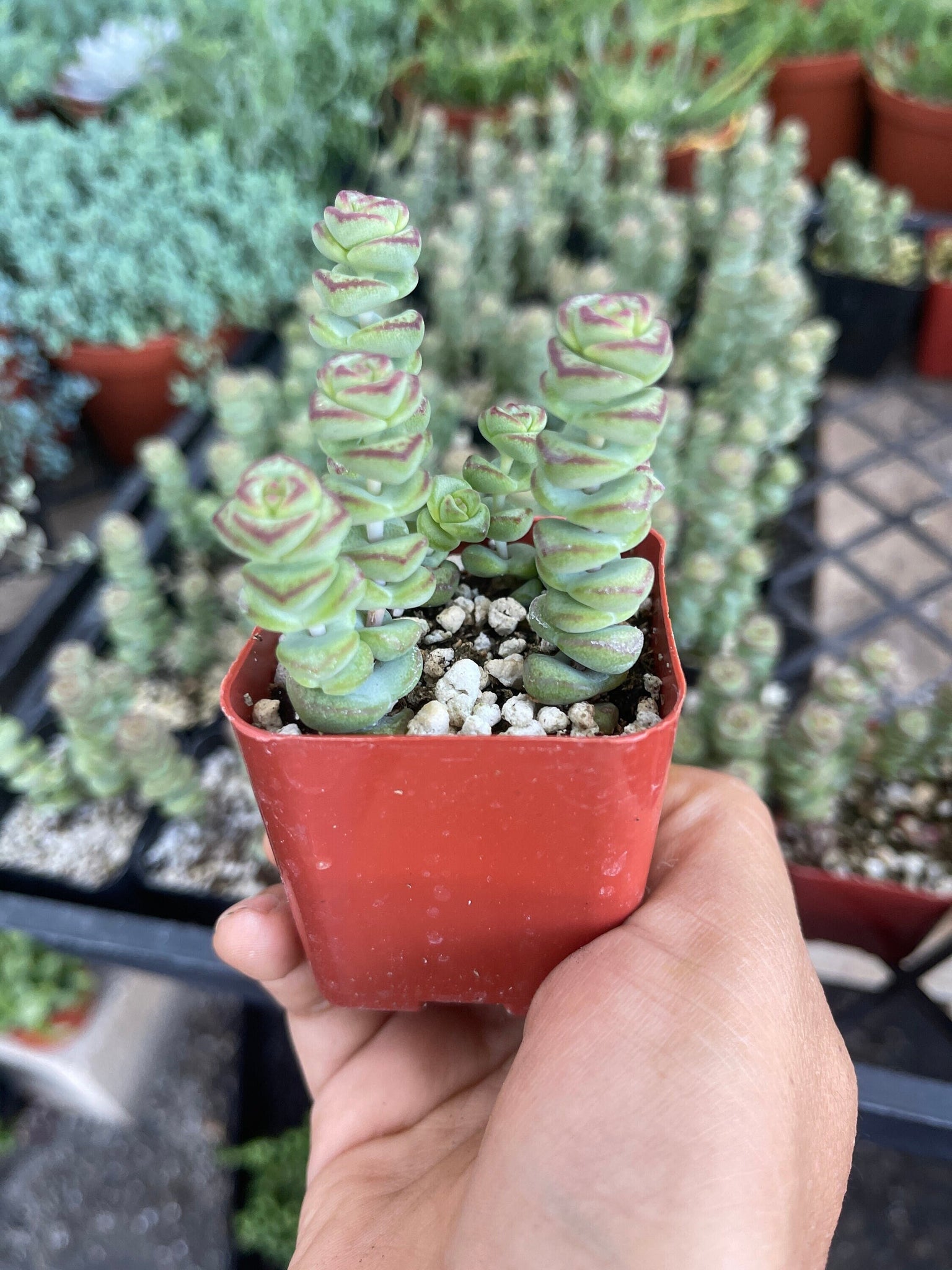live succulent necklace Crassula Baby's Necklace 2'' pot Succulent Live Plant – Dose of Succulents