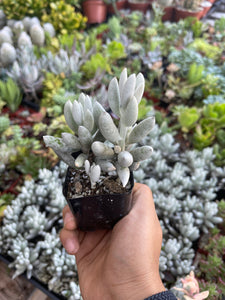 Senecio Haworthii Cocoon Plant