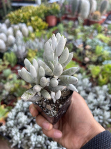 Senecio Haworthii Cocoon Plant