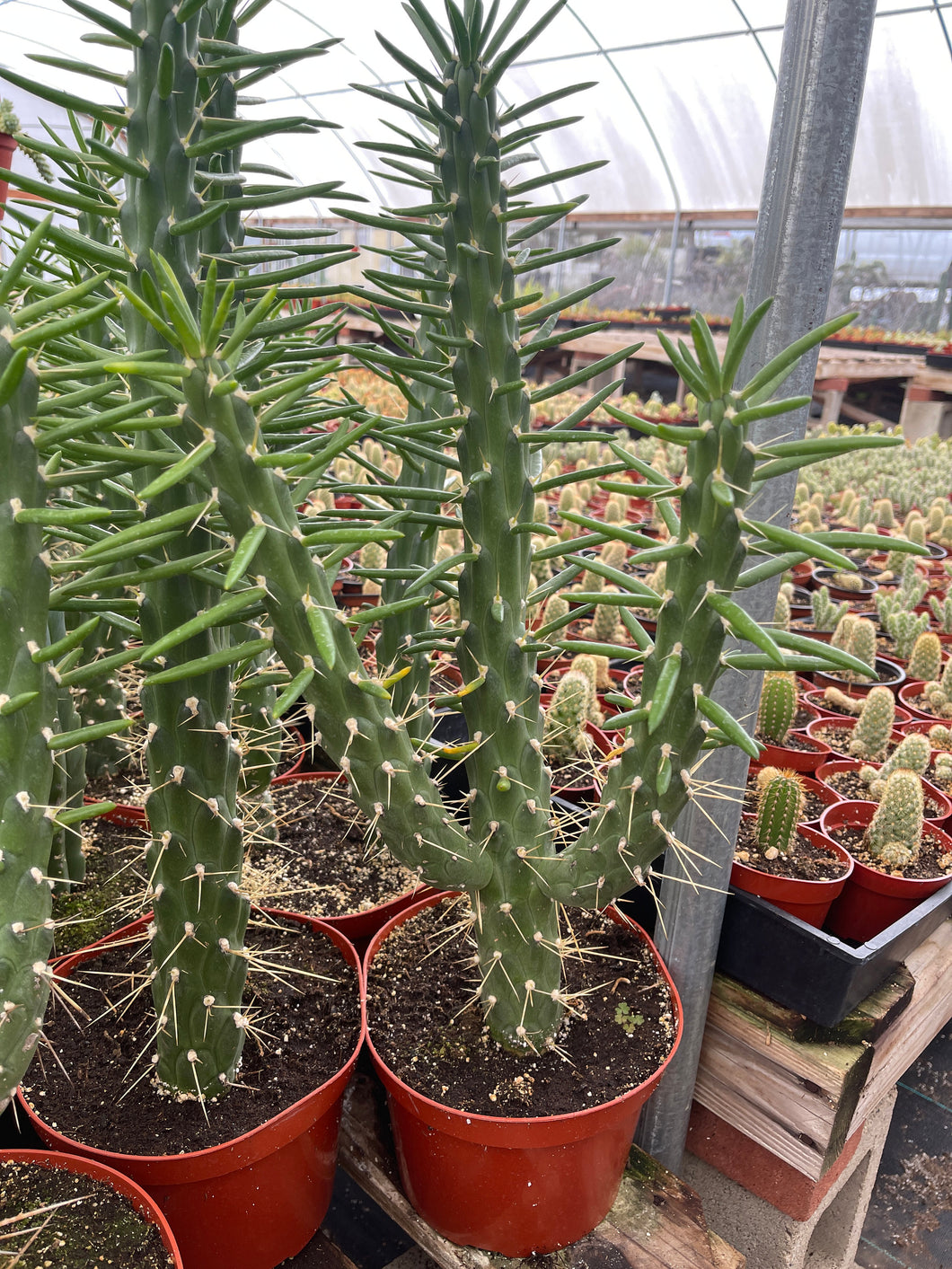 needle succulent plant Eves Needle Cactus austrocylindropuntia subulata – Dose of Succulents