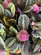 Load image into Gallery viewer, Red Maranta leuconeura 4” pot red Prayer Plant