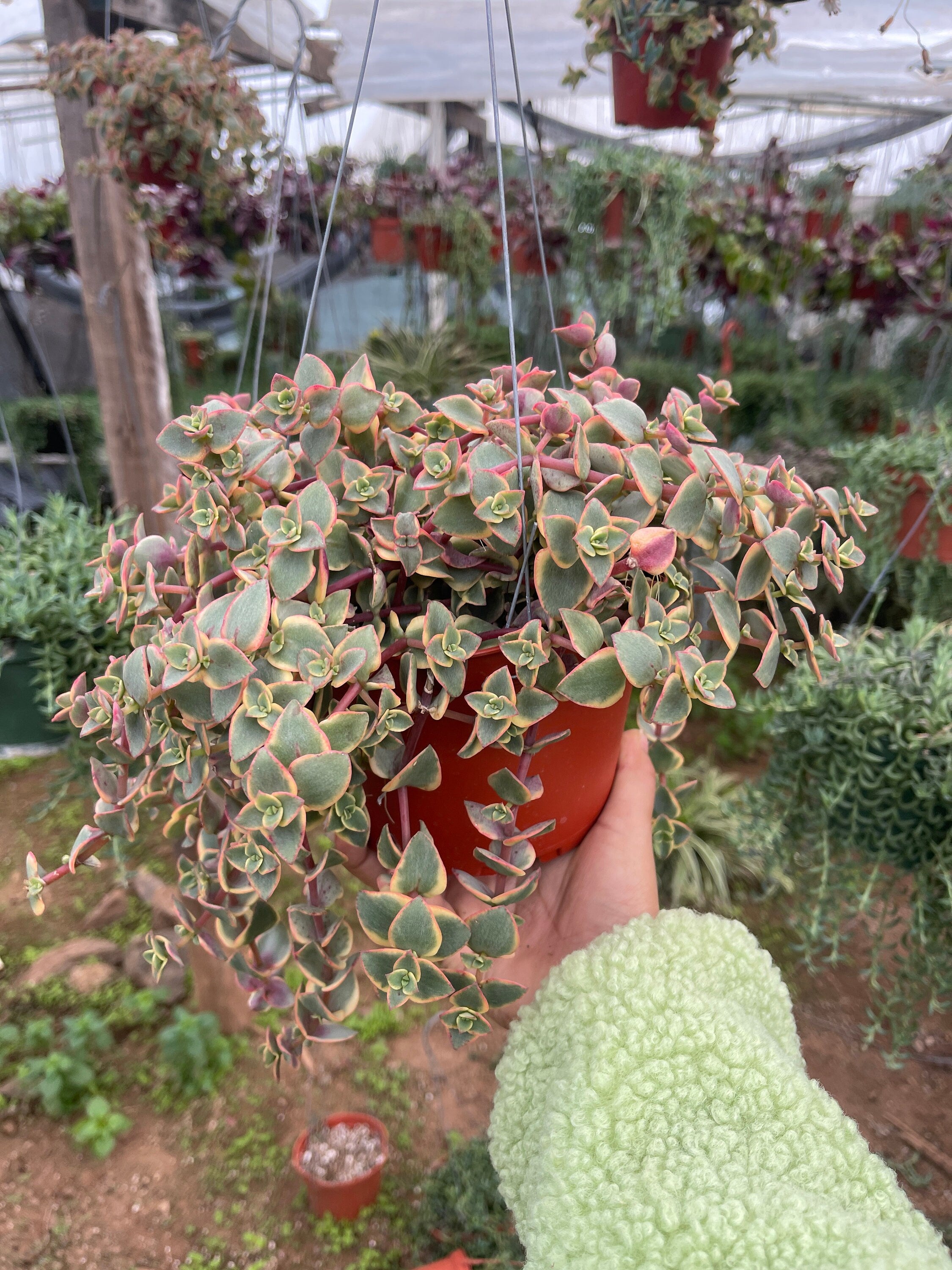 calico kitten succulent for sale Crassula Pellucida Variegata Calico Kitten 6'' Pot Live Plant Succulent