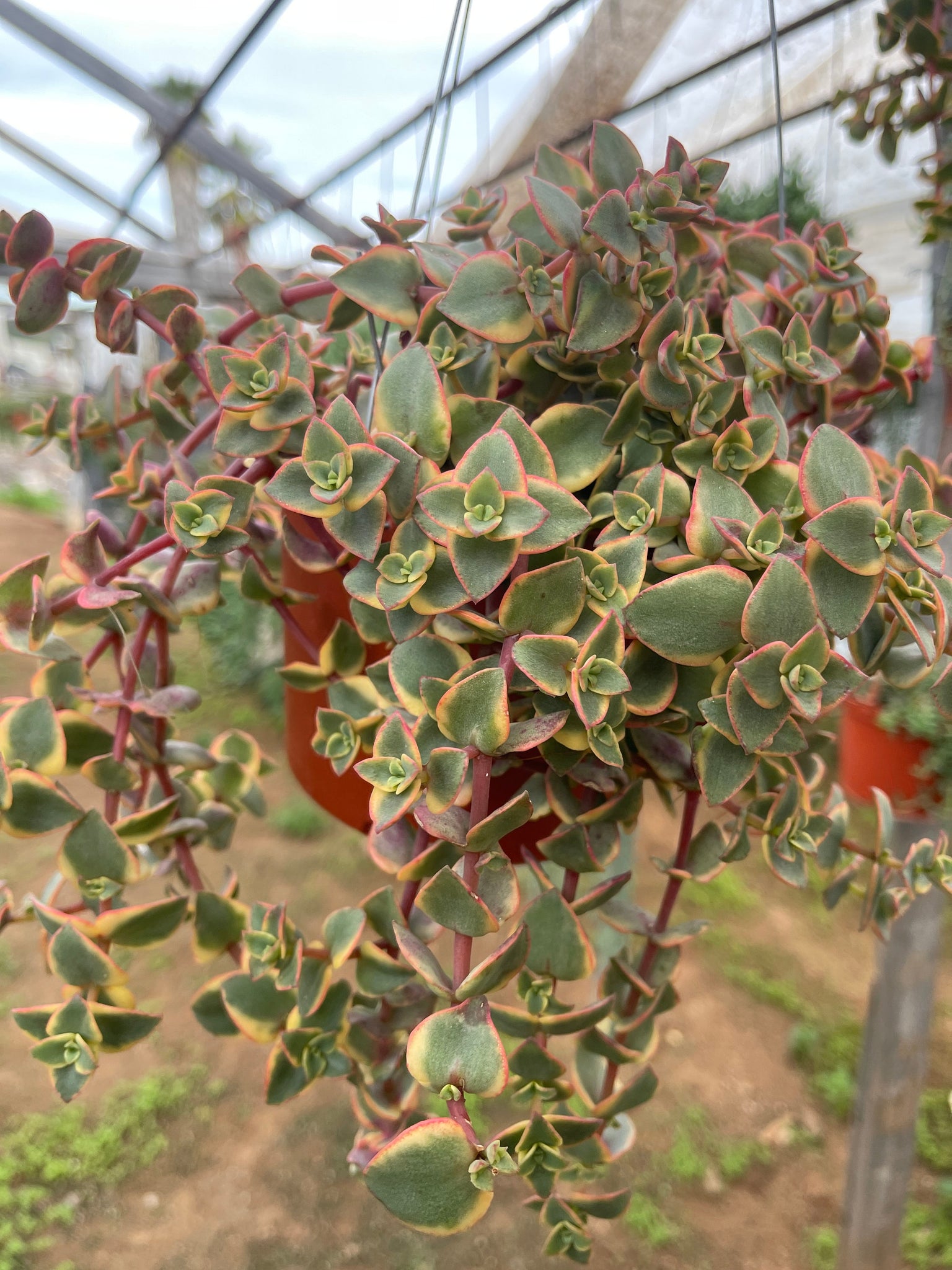 succulent calico kitten Crassula Pellucida Variegata Calico Kitten 6'' Pot Live Plant Succulen – Dose of Succulents