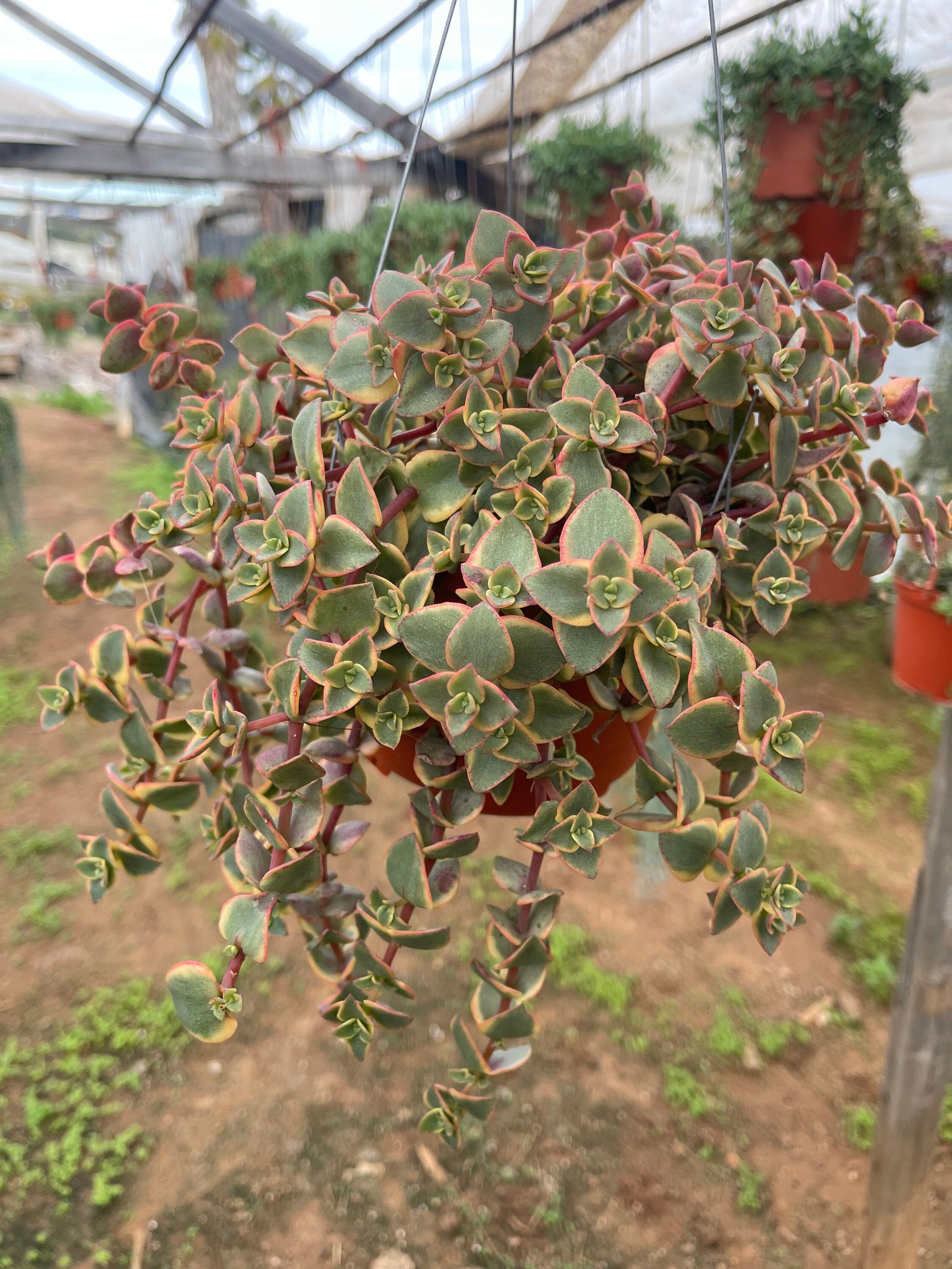 calico kitten succulent for sale Crassula Pellucida Variegata Calico Kitten 6'' Pot Live Plant Succulen – Dose of Succulents