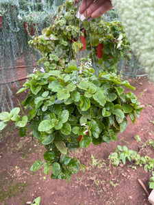 indoor creeping charlie plant Swedish Ivy Plectranthus Australis 6'' Pot Live Plant – Dose of Succulents