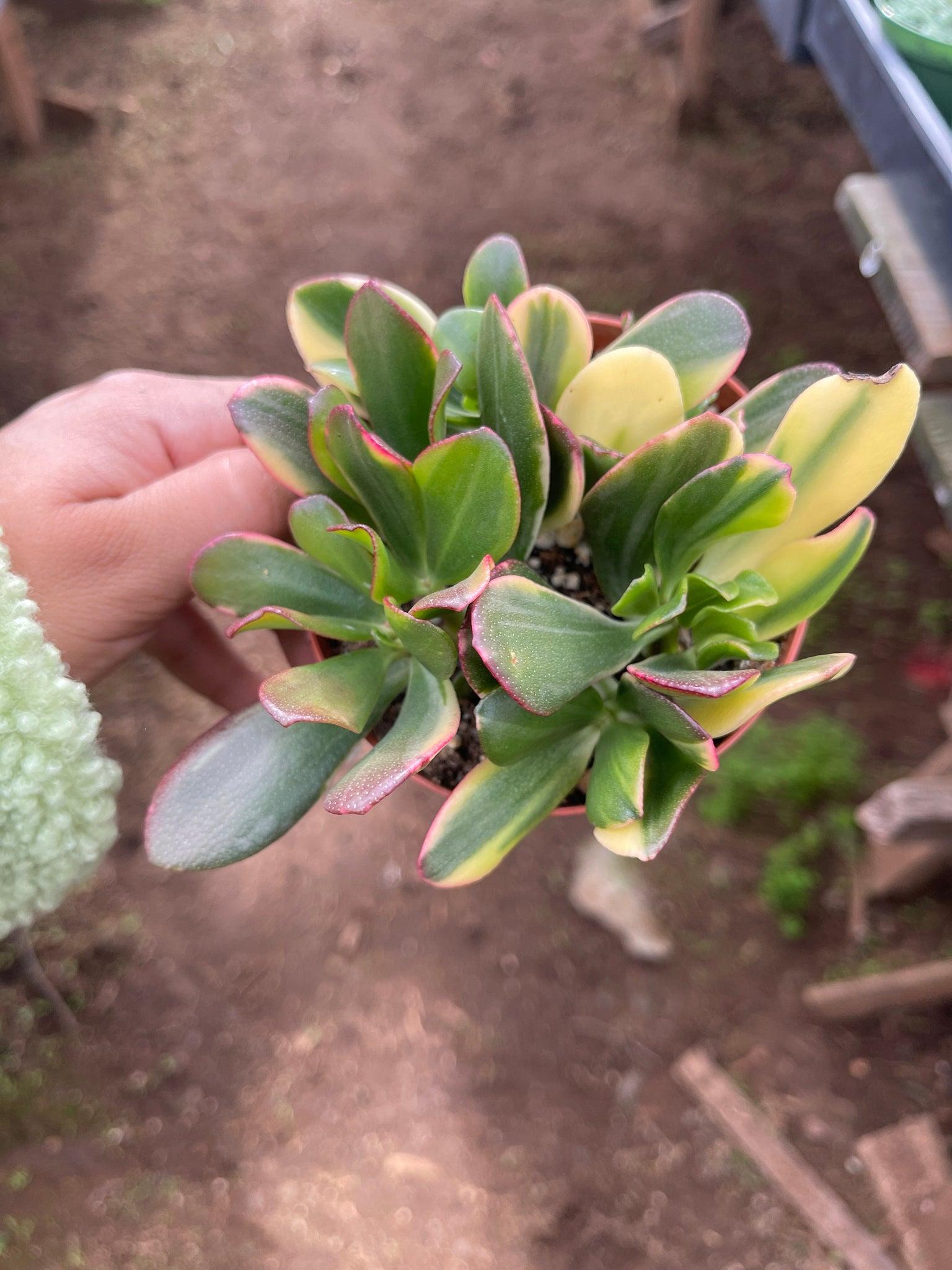 lemon and lime jade plant Jade Lemon and Lime Crassula Live Plant 4'' pot – Dose of Succulents