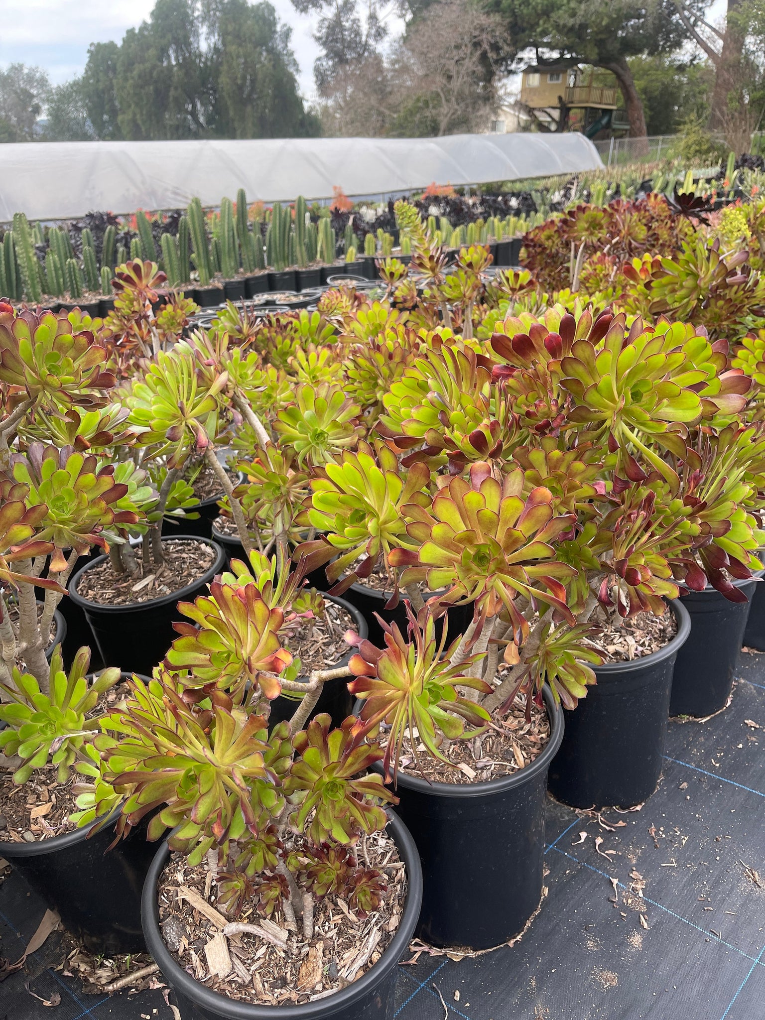 atropurpureum succulent Aeonium Arboreum Atropurpureum Ships Bare Root – Dose of Succulents