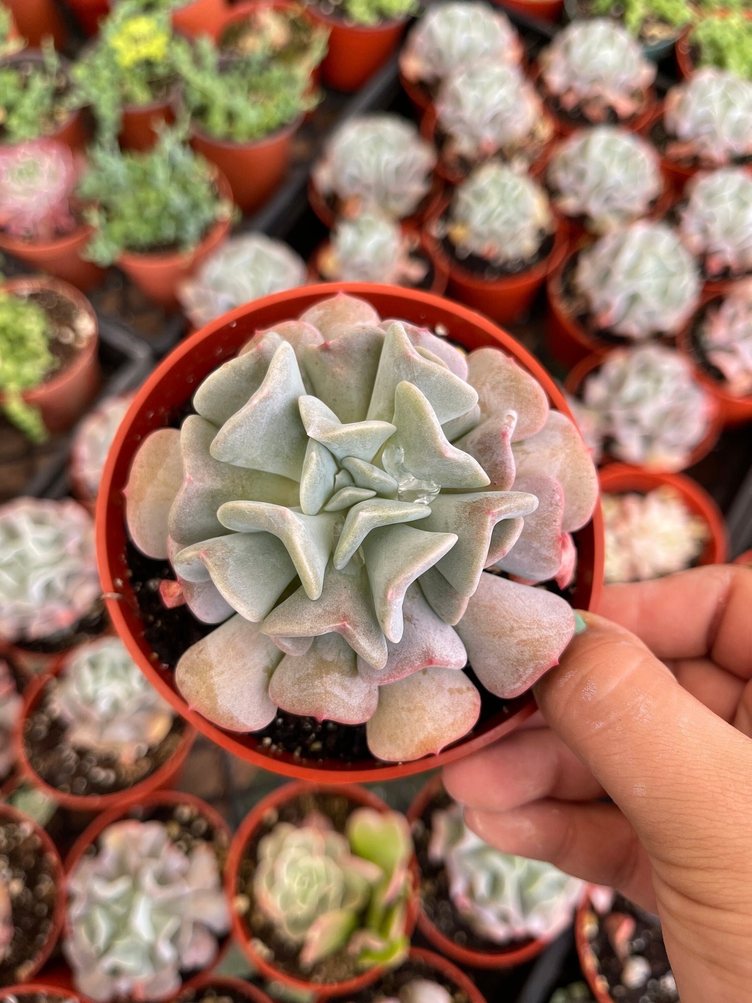 succulent plant froze Echeveria Cubic Frost