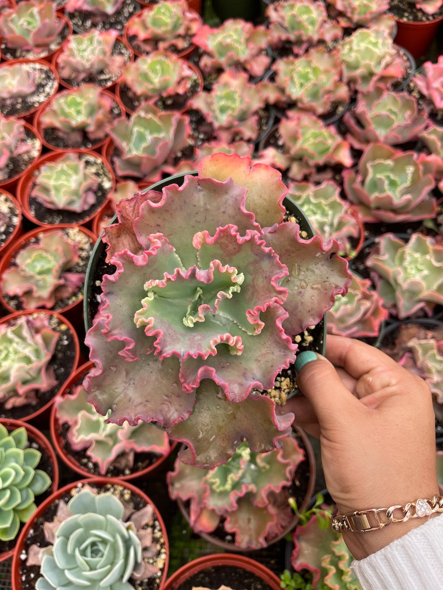 red frills succulent Echeveria Red Ruffles – Dose of Succulents