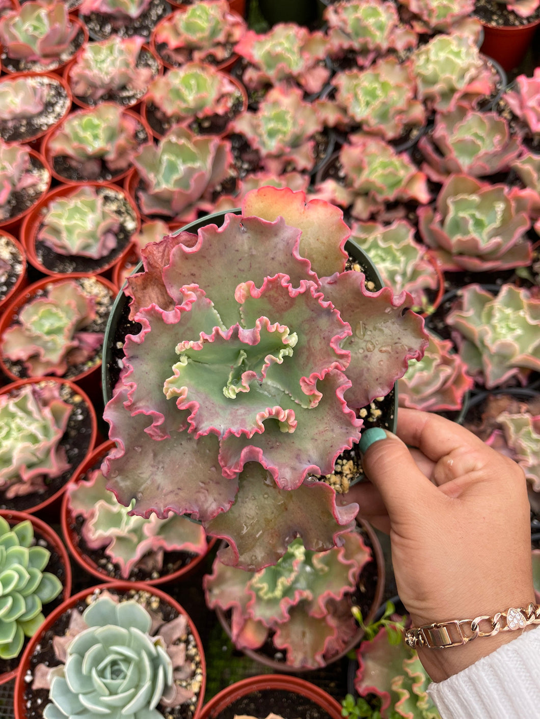 succulent with ruffled leaves Echeveria Red Ruffles – Dose of Succulents