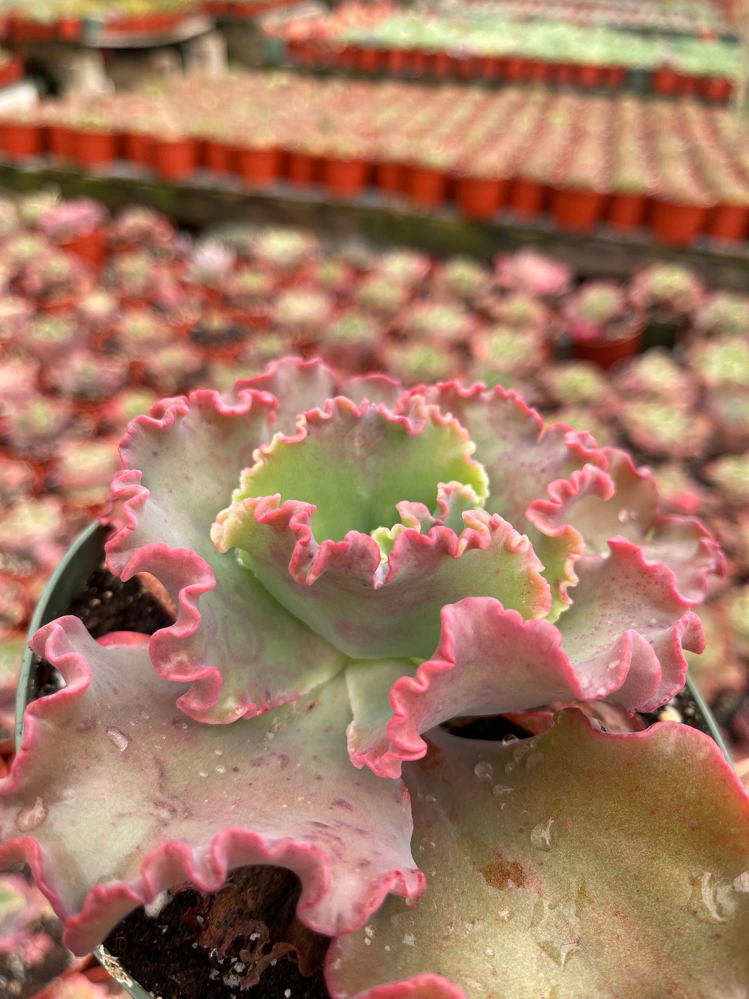red frills succulent Echeveria Red Ruffles – Dose of Succulents