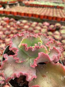 Echeveria Red Ruffles