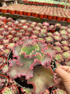 Echeveria Red Ruffles