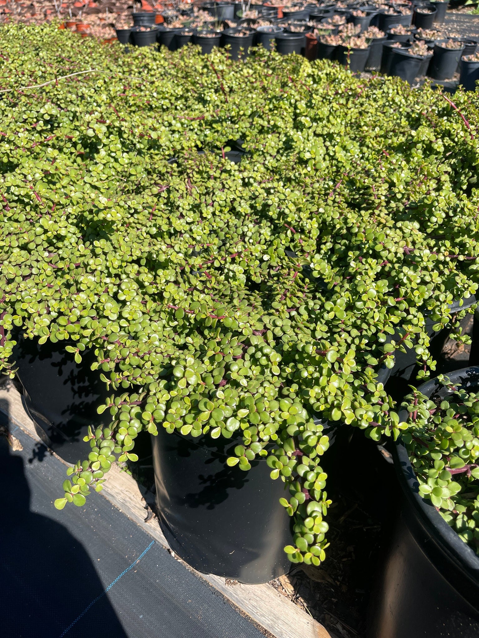 portulacaria afra trailing Portulacaria Afra Prostrata Trailing Elephant Bush Ground cover Large – Dose of Succulents