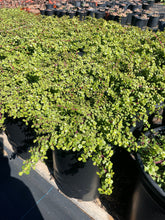 Load image into Gallery viewer, Portulacaria Afra Prostrata Trailing Elephant Bush Ground cover Large Plant